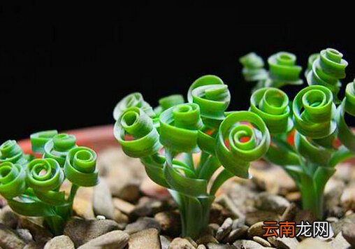 弹簧草在家居中的作用-弹簧草的养殖方法
