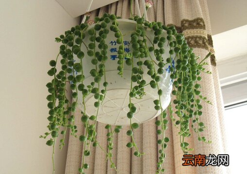 珍珠吊兰在家居中的作用-珍珠吊兰的简介