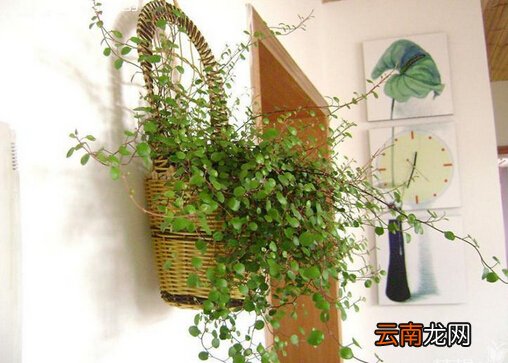 吊兰的花语-吊兰摆放的风水讲究