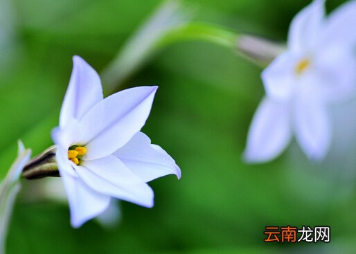 白兰花对家居环境的影响-白兰花的作用