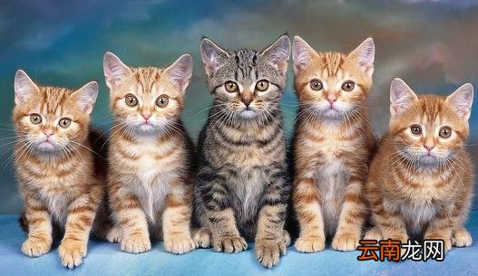 新生小猫需关注这四大杀手