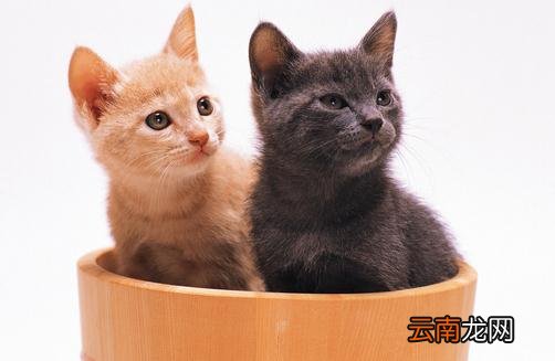 喂养宠物猫需要注意的四大误区