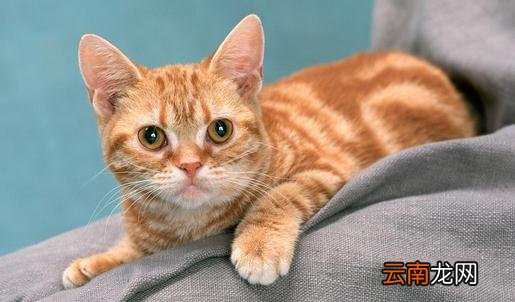猫咪掉毛的原因及解决方法