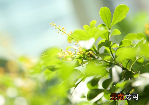 米兰花对家居环境的影响-米兰花与家居风格的搭配