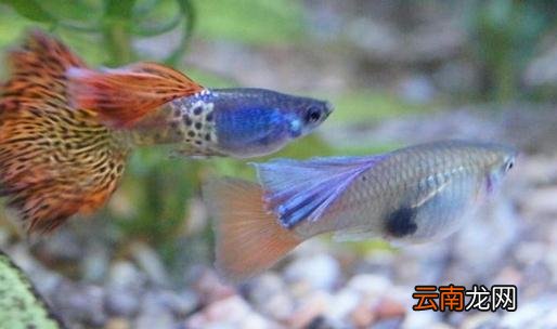 如何减少水族箱中的寄生虫