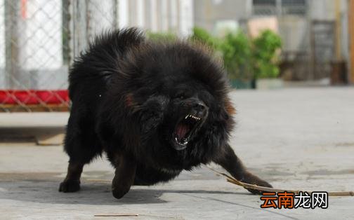 如何教会藏獒幼犬上下楼梯