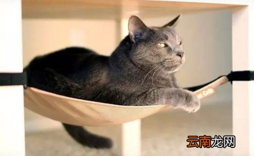 猫床的选择很重要