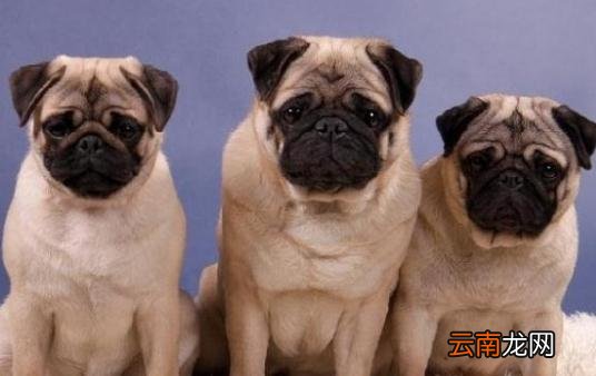 八哥犬多少钱一条？八哥犬如何喂养