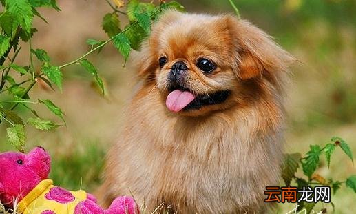 北京犬怎么喂养？京巴犬多少钱一只？
