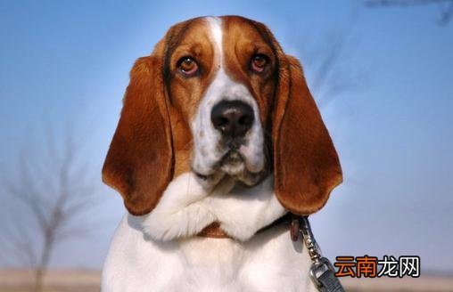 巴吉度犬如何喂养？巴吉度犬是什么？