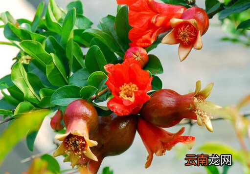 石榴花对家居环境的影响-石榴花与家居风格的搭配