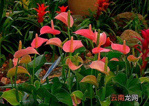红掌对家居环境的影响-红掌与家居风格的搭配