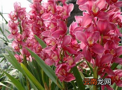 什么花适合放在室内？适合居室摆放的九种花卉