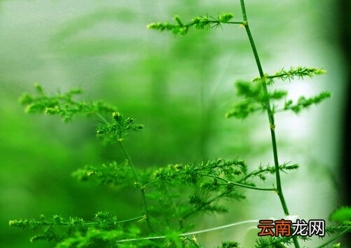 文竹叶子发黄怎么办-文竹怎么养？