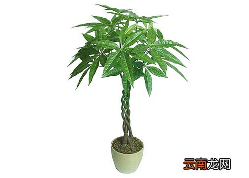 发财树叶子发黄的原因-发财树叶子发黄怎么办？