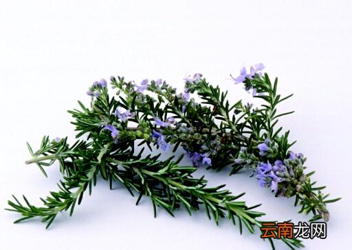 迷迭香的功效与作用-迷迭香怎么养？