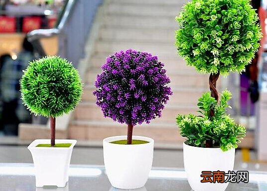 家里养什么植物好?家里养什么花风水好?