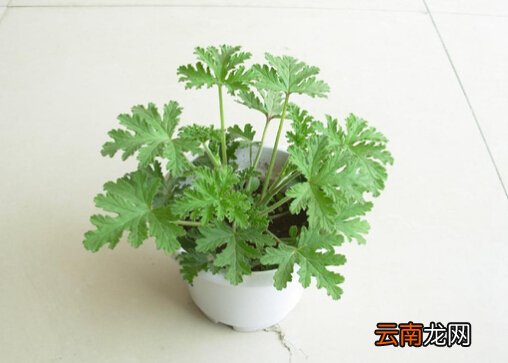 驱蚊草是什么？驱蚊草怎么养？