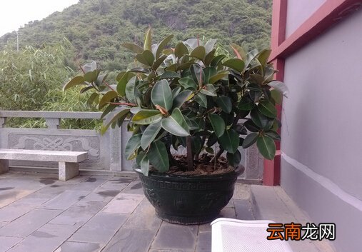 家里有宝宝能养橡皮树吗？橡皮树有毒吗？