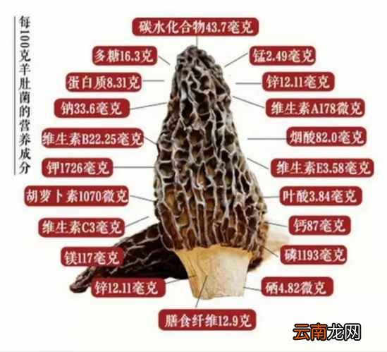 羊肚菌的营养价值 吃羊肚菌有什么好吃