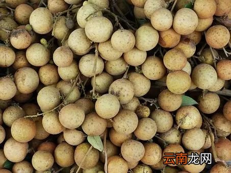 吃桂圆的好处 吃它有效治疗长期失眠
