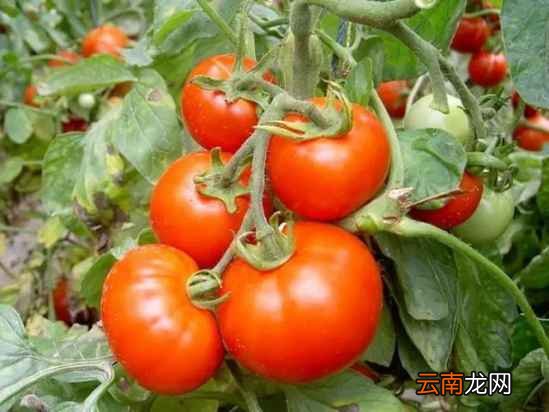 蔬菜的保质期 常吃蔬菜能保存多久