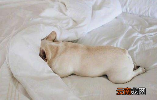 起床缓冲失败 适当的赖床却有益于身体健康