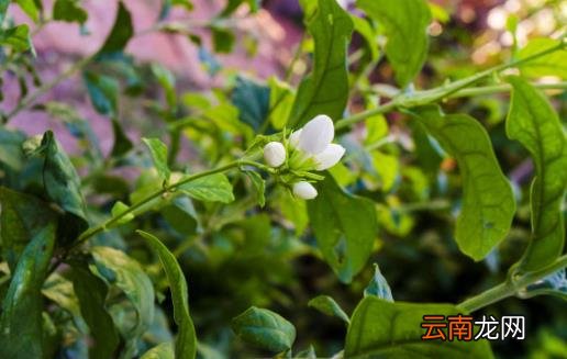 闻花香益健康 可以让人长寿的花卉