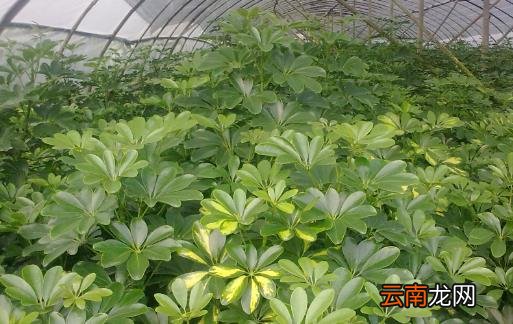 闻花香益健康 可以让人长寿的花卉