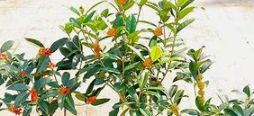 桂花怎样储存不变黑