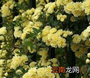 桂花怎样储存不变黑