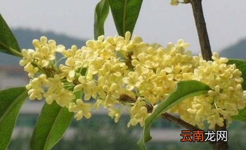 桂花怎样储存不变黑