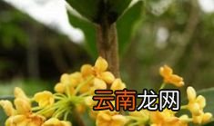 桂花怎样储存不变黑