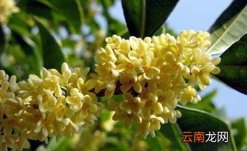 桂花怎样储存不变黑