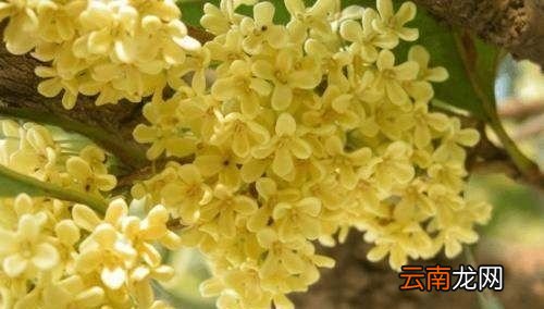 桂花怎样储存不变黑