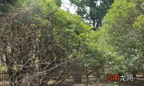 摘下的桂花如何保存不变色