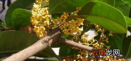 摘下的桂花如何保存不变色
