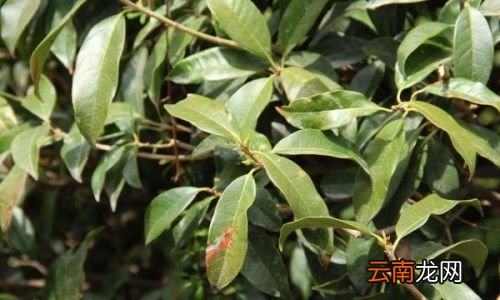 摘下的桂花如何保存不变色