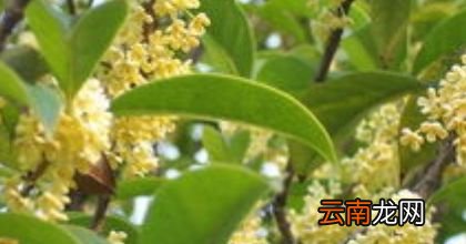 桂花怎么风干不变色
