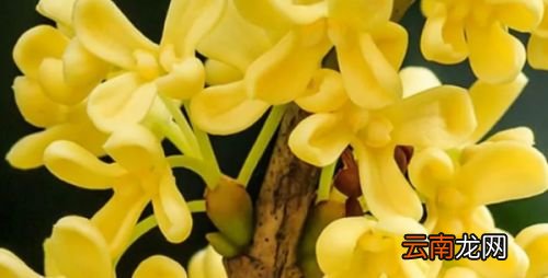 桂花怎么风干不变色