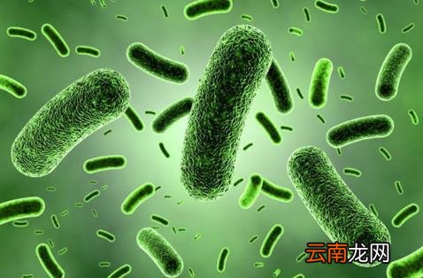 益生菌或解开长寿密码 补充益生菌可长寿