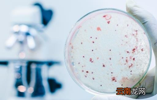 益生菌或解开长寿密码 补充益生菌可长寿