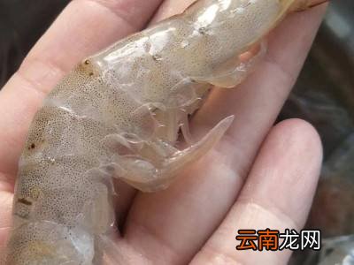 鳌虾怎么去虾线