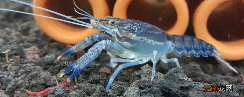 鳌虾怎么去虾线