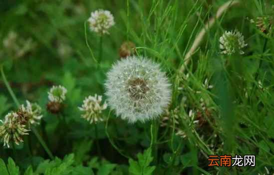 蒲公英的功效与作用 用它泡水喝护肝肾强免疫