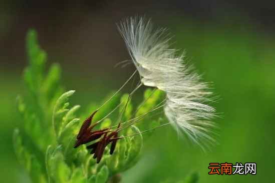 蒲公英的功效与作用 用它泡水喝护肝肾强免疫