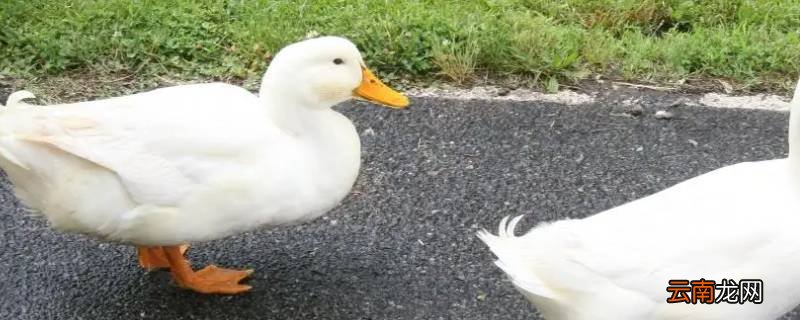 鸭子会飞吗