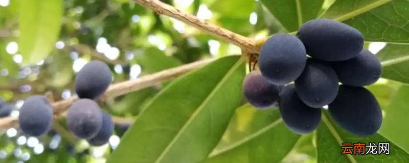 桂花树结的果子能吃吗