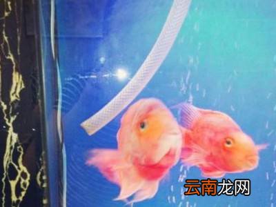 一根水管怎么抽水