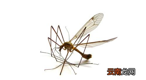 花露水可以驱虫吗,什么东西驱虫效果好